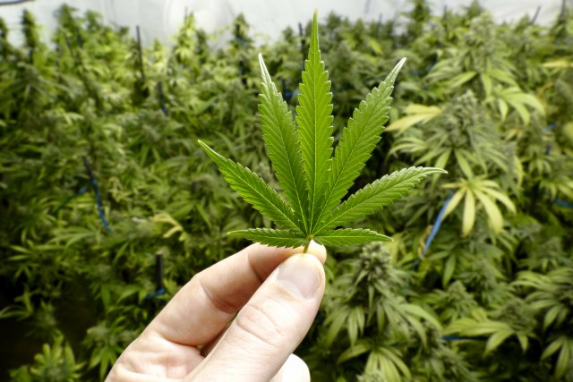 Prvi lek na bazi marihuane zvanično dobio dozvolu